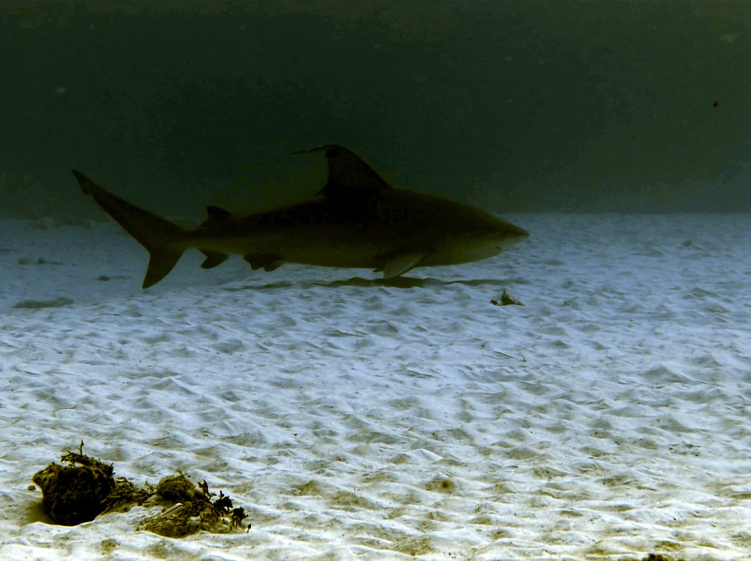 Dressel Divers Playa Del Carmen-普拉亚德尔卡曼必去景点