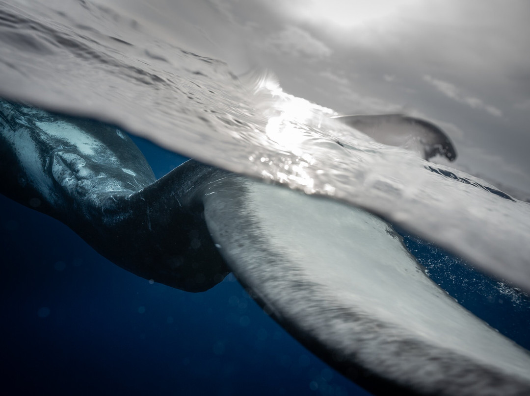 Tahiti By Boat-帕皮提必去景点