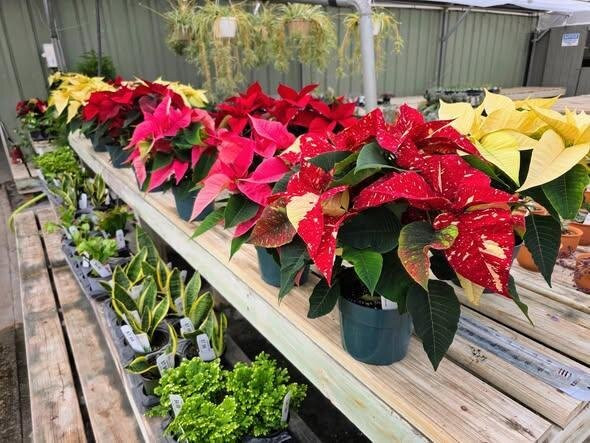 Cox's Plant Farm-Clayton必去景点