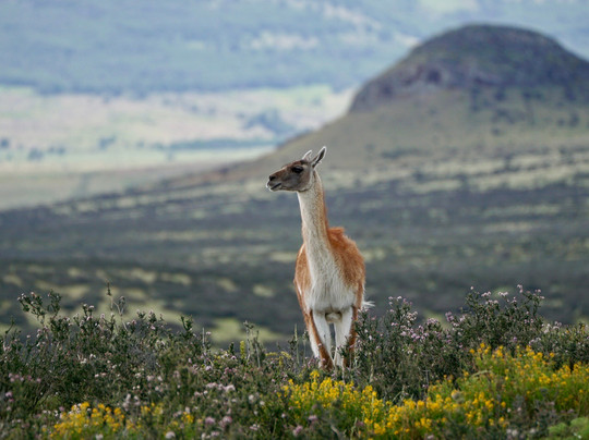 Fauna Silvestrek-纳塔莱斯港必去景点
