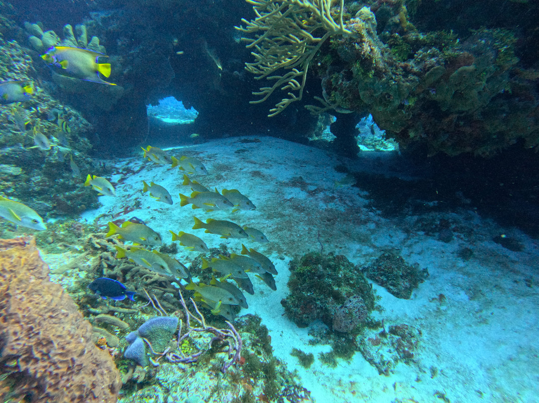 Scuba Life Cozumel-San Miguel de Cozumel必去景点