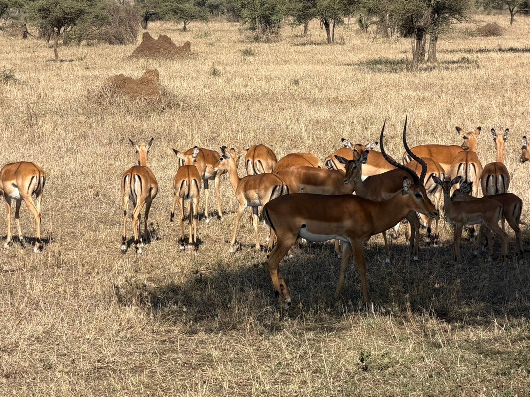 Tanzania Climbing Outfitters-阿鲁沙必去景点