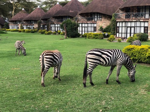 Maleki Tours&Safaris-内罗毕必去景点