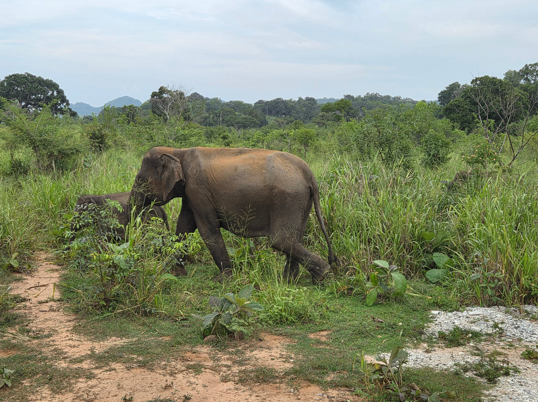 Ceylon Wild Trails Safari-哈巴拉娜必去景点