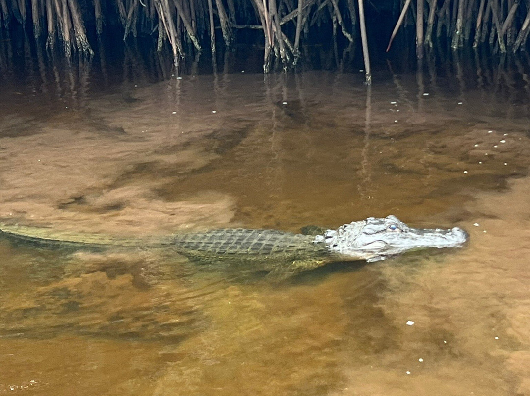 Everglades City Airboat Tours-大沼泽地必去景点