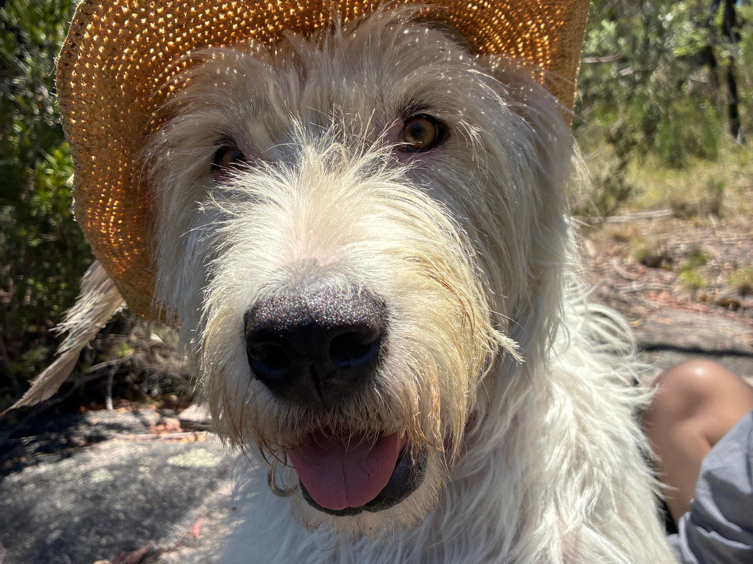 Boonoo Boonoo National Park-坦特菲尔德必去景点