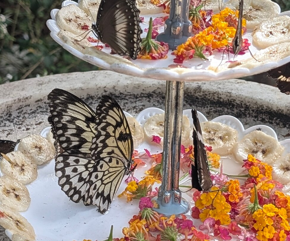 Palawan Butterfly Ecological Garden and Tribal Village-公主港必去景点