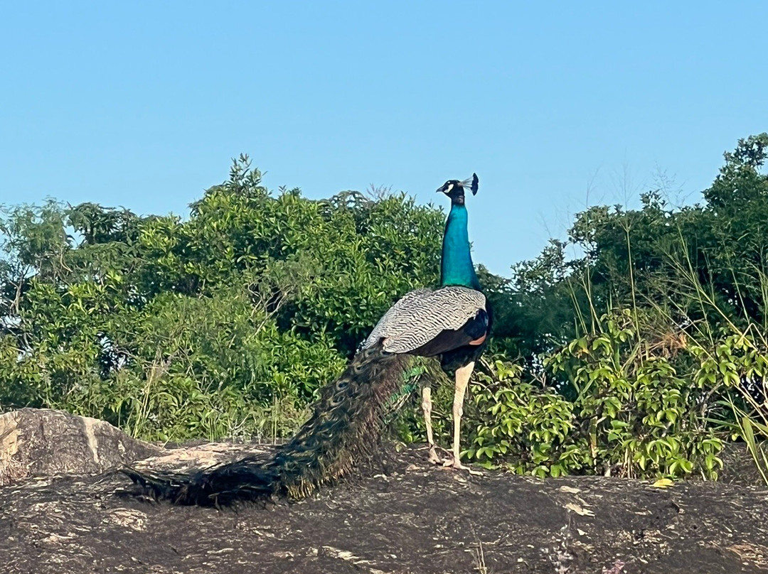 Mahoora Tented Safari Camp Udawalawe主图