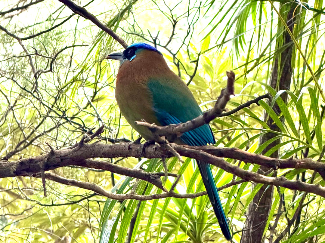 506 Transfers & Tours - Costa Rica-塔马林多必去景点