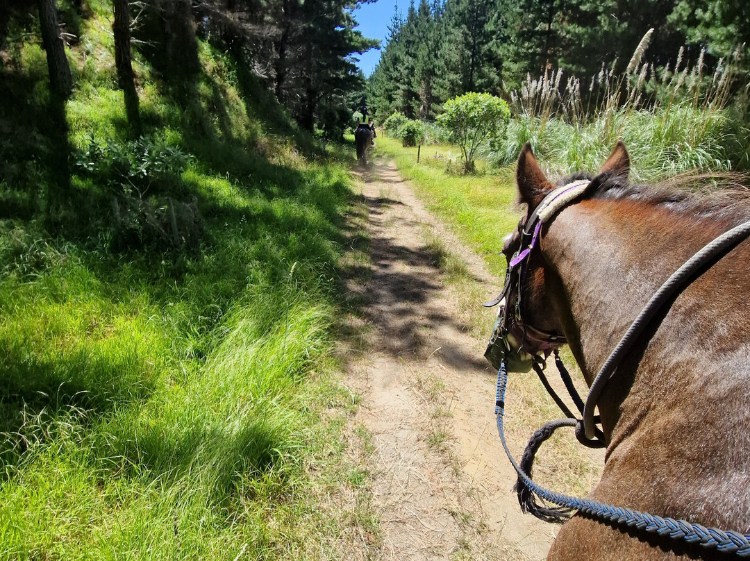 Muriwai Beach Horse Treks-穆里怀海滩必去景点