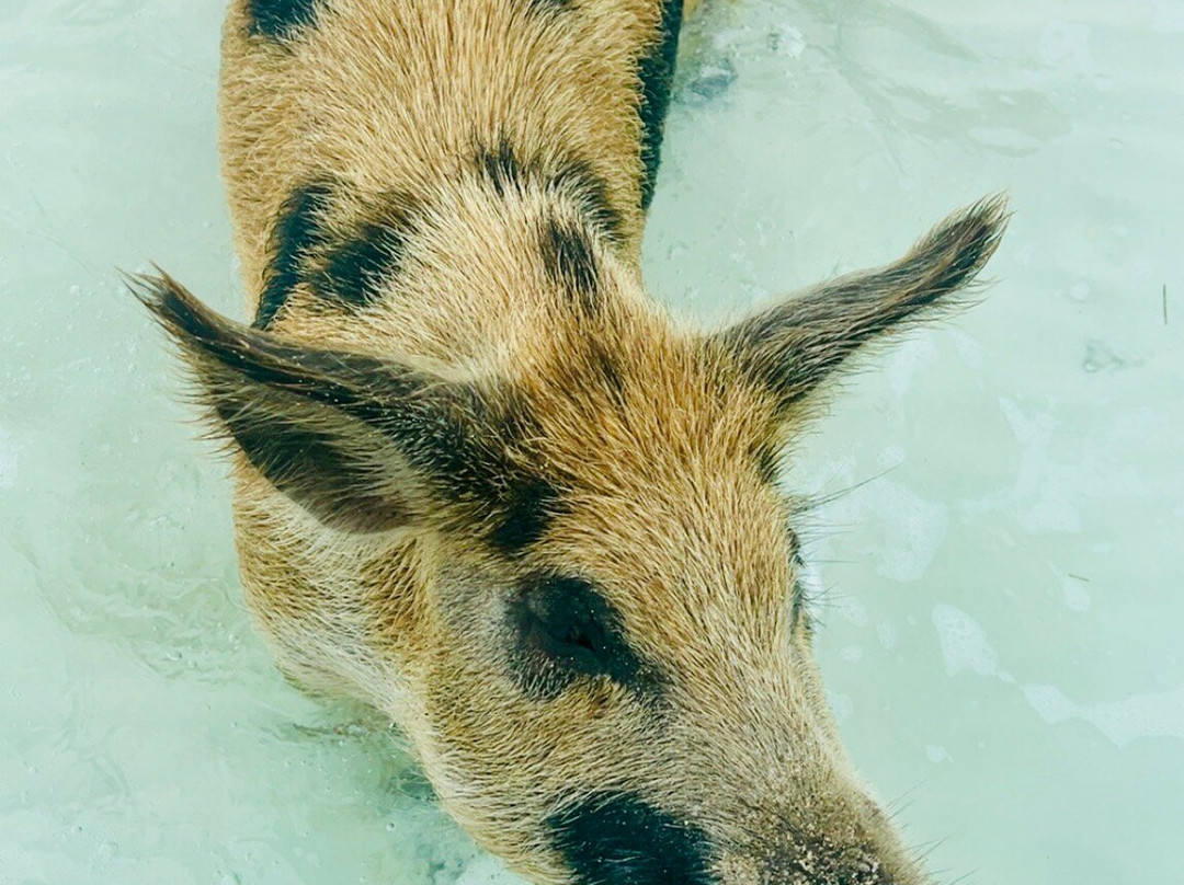 Long Island Boat Rentals-长岛必去景点