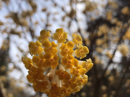 Mushiidani no Mitsumata Colony-安艺高田市必去景点