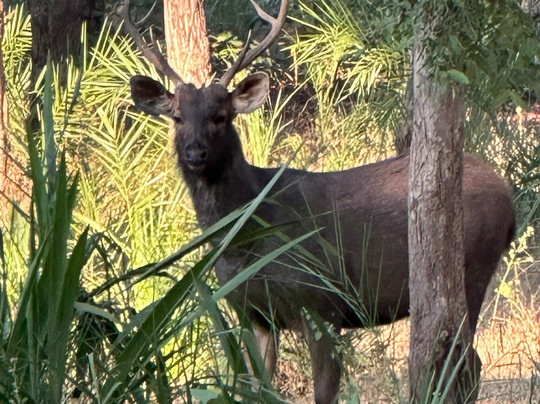 Mahua Kothi, A Taj Safari - Bandhavgarh National Park主图