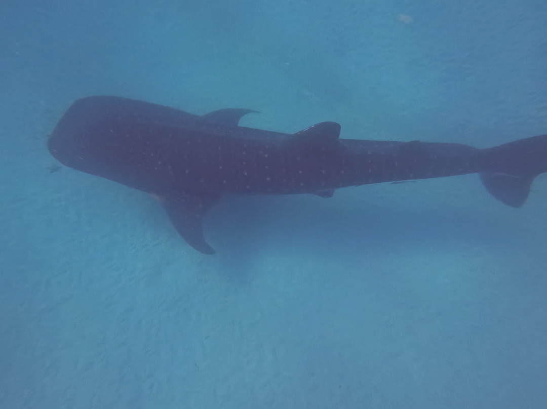 Afro Whale Shark Safari-马菲亚岛必去景点