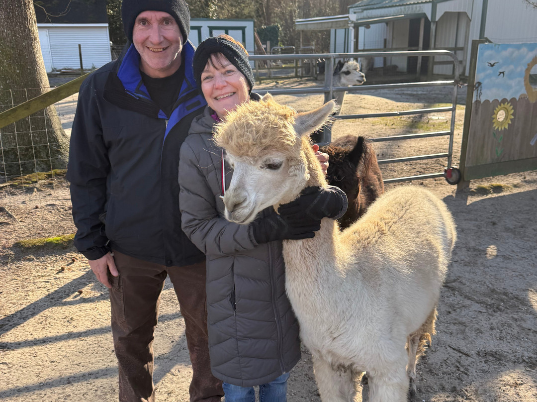 Jersey Shore Alpacas-开普梅必去景点