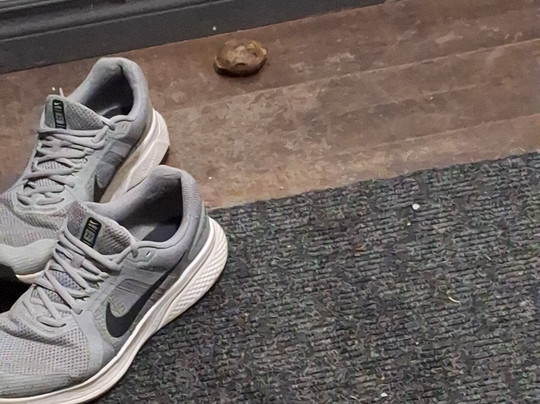 Super 8 by Wyndham Brockville主图