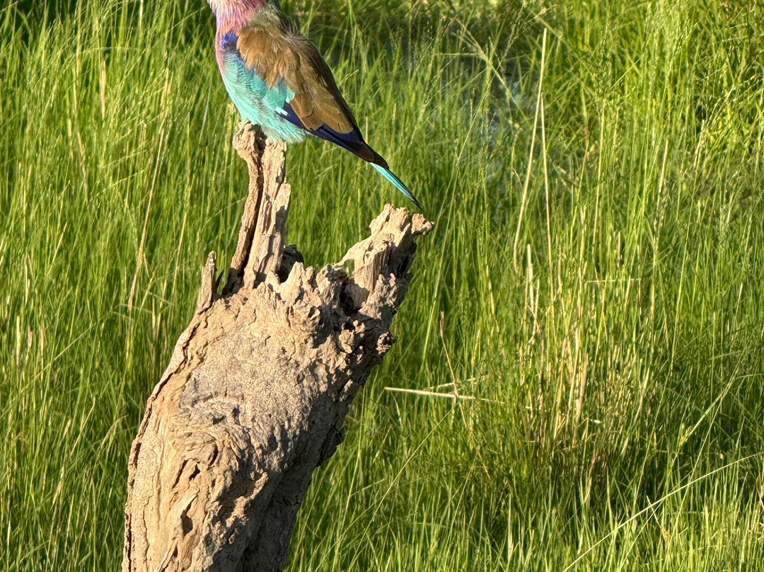 Historic Mobile Safari-null必去景点