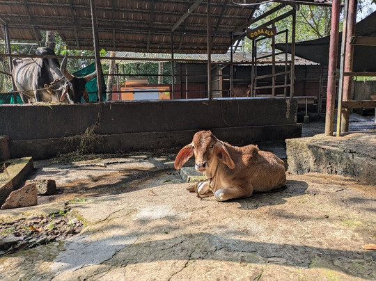 Ayurveda Yoga Villa Group Of Retreat Centres And Hospitals主图