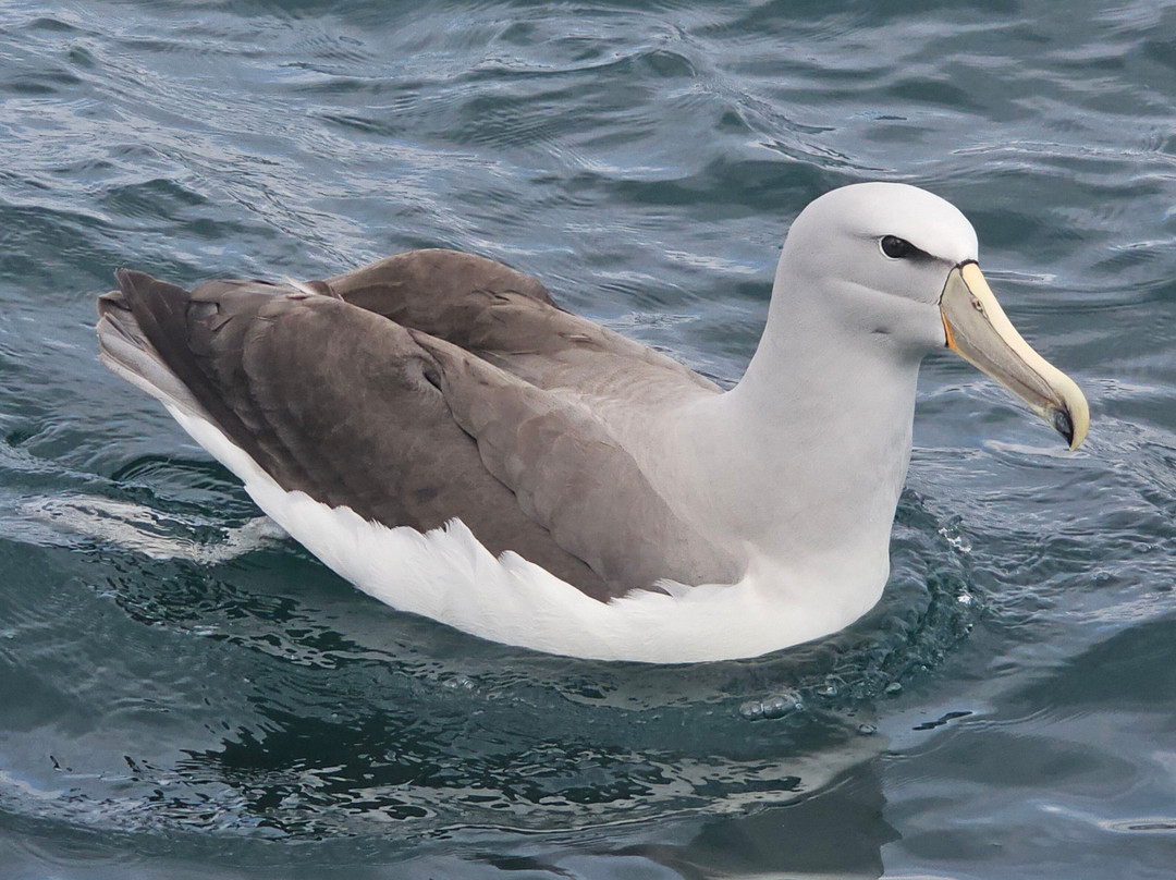 Aihe Wildlife Cruises & Water Taxi-斯图尔特岛必去景点