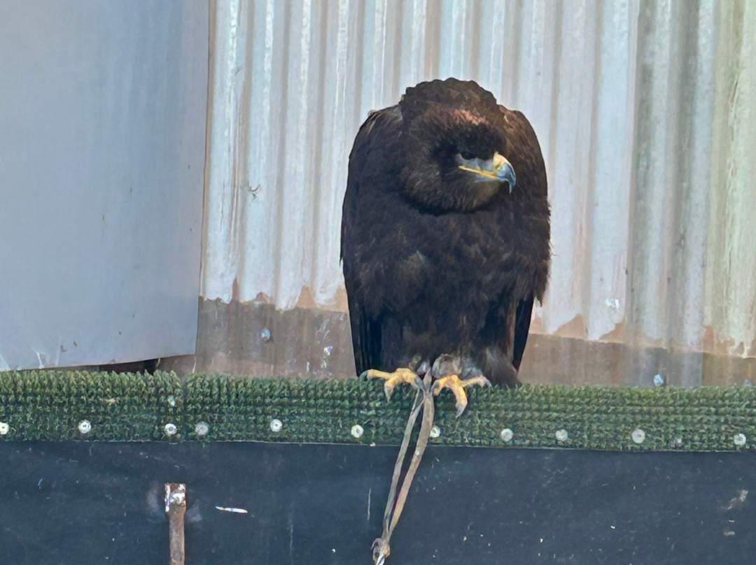 Bird on the Hand Falconry Experiences-Church Langton必去景点
