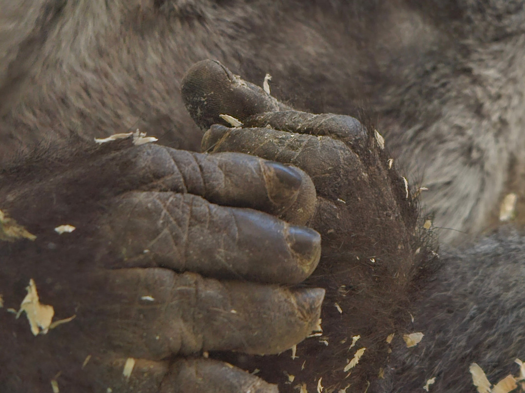 哥伦布动物园-Powell必去景点