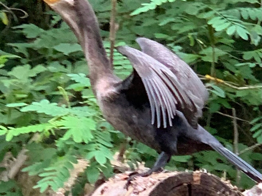 Delta Unplugged-蒂格雷必去景点