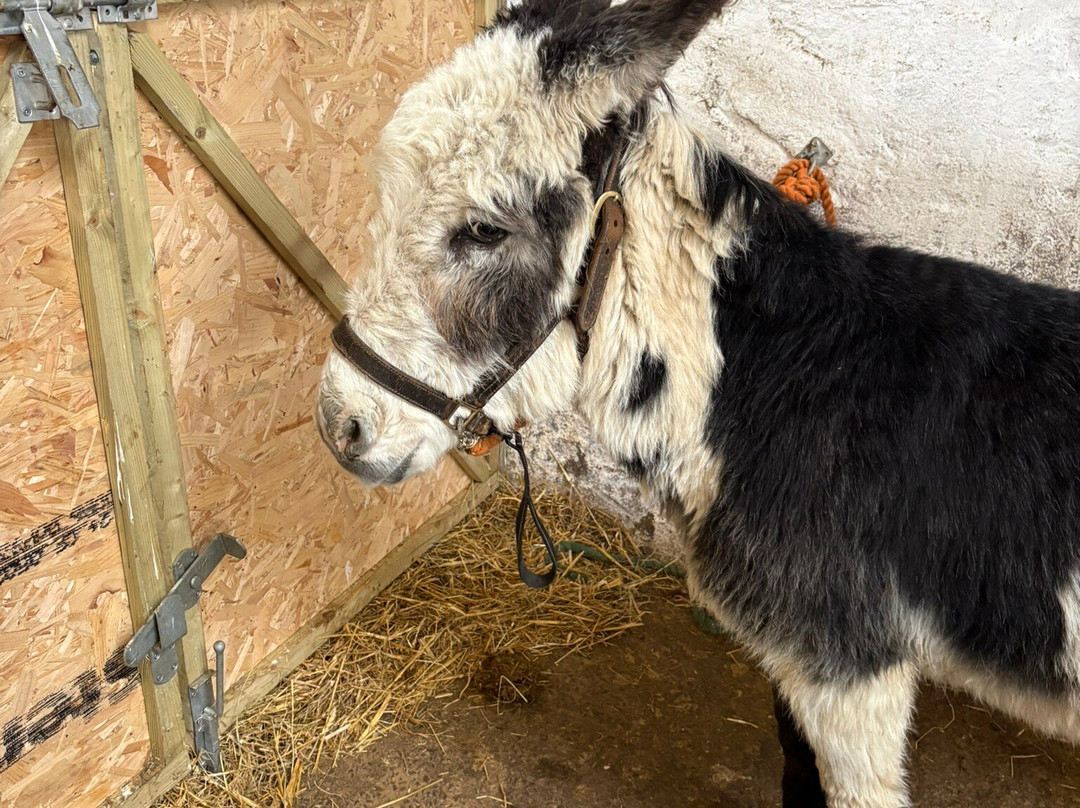 Kinedale Donkeys-Ballynahinch必去景点