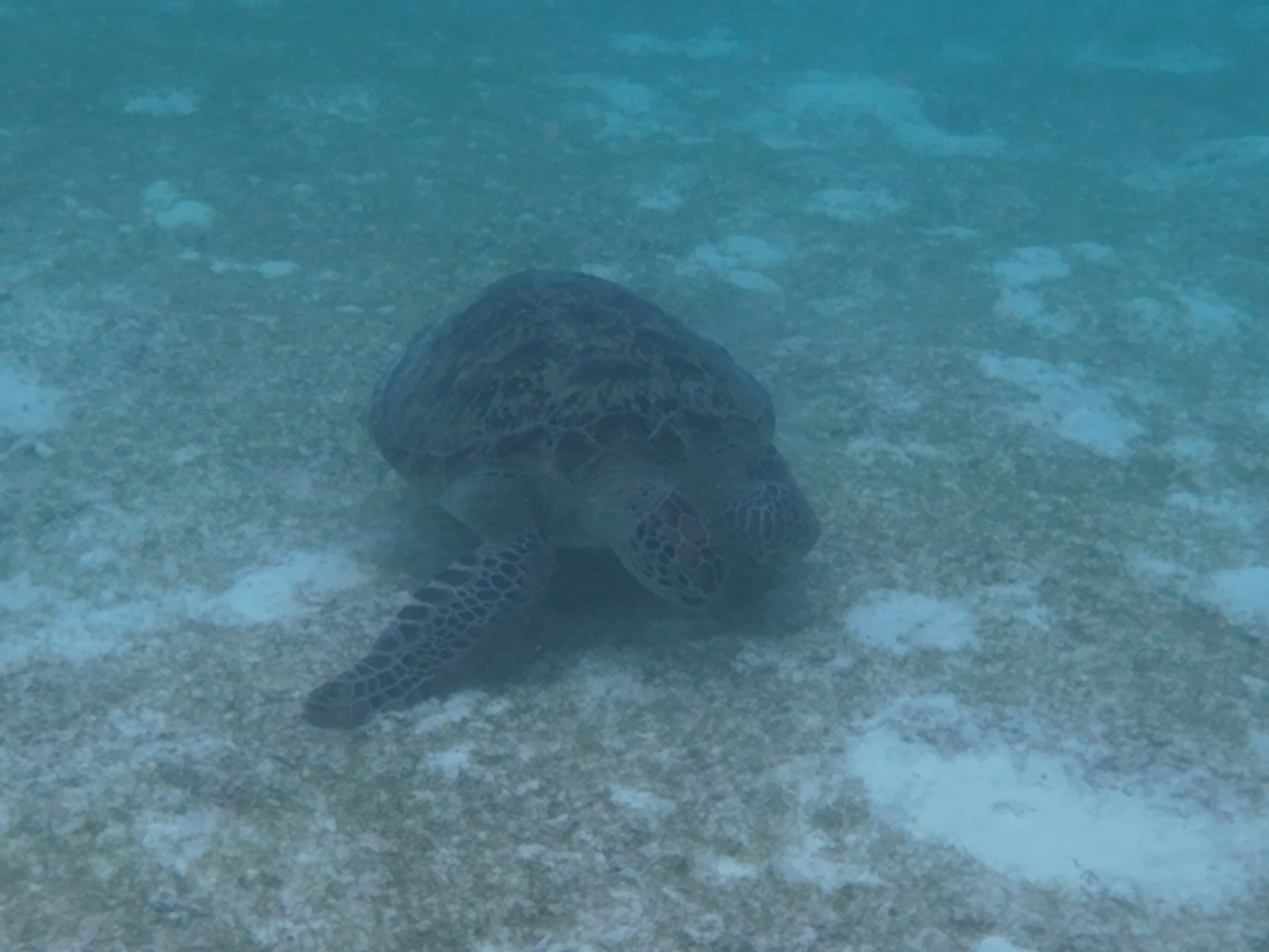 胡拉瓦尔西岛度假村-官方