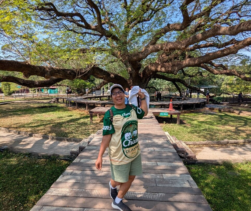 Giant Tree Kanchanaburi-北碧必去景点