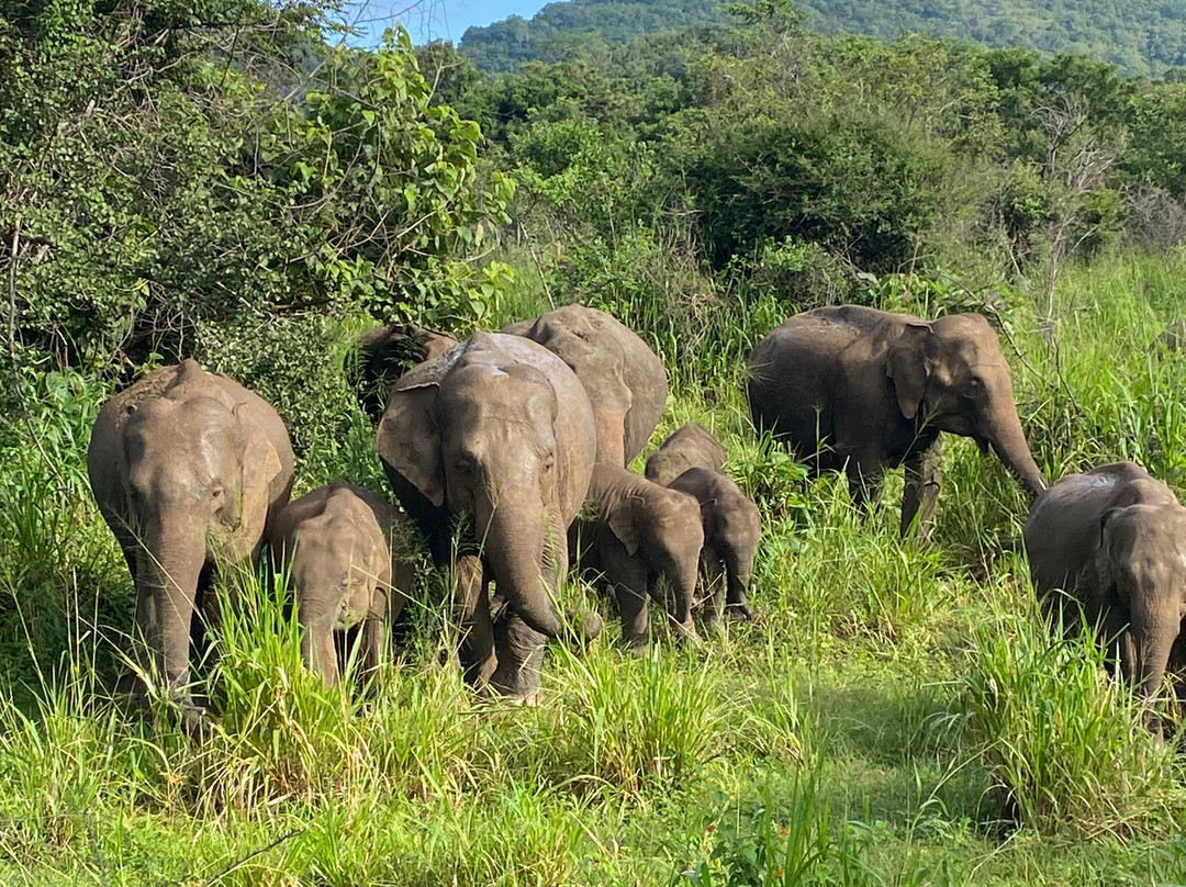 Wild Elephant Safari & Adventures-哈巴拉娜必去景点