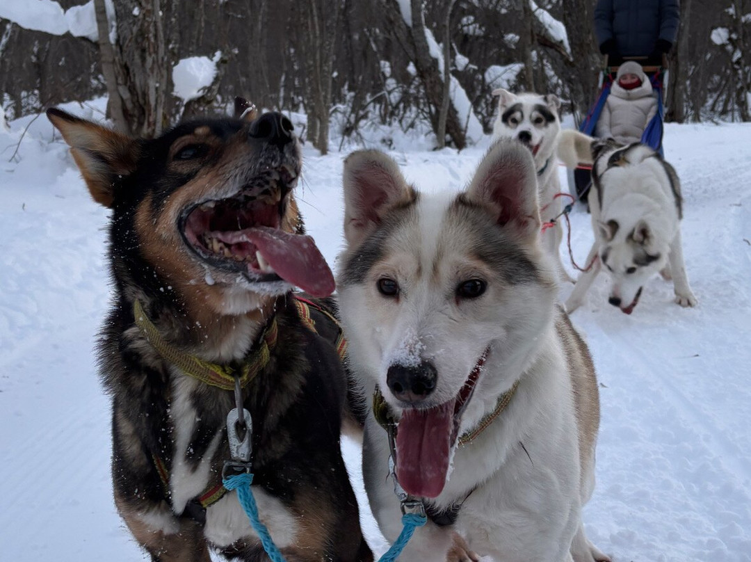 Northern Light Dog Adventure-Nordkjosbotn必去景点