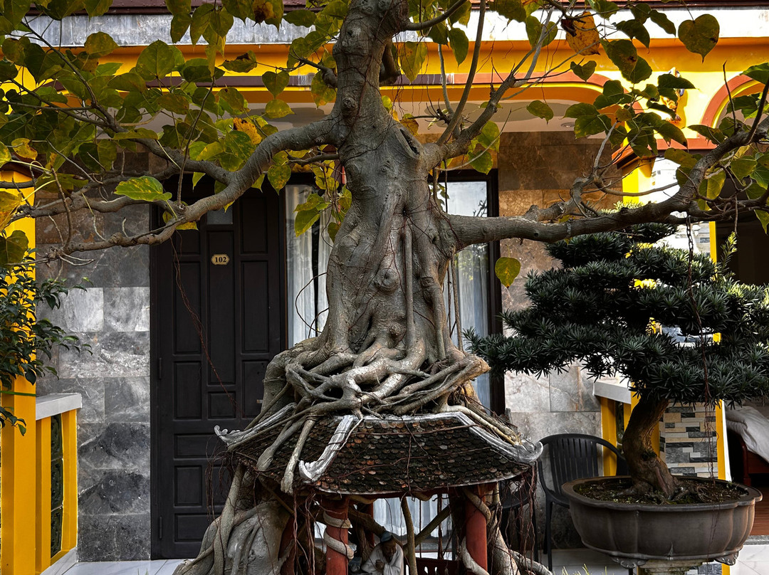Bonsai Villa Hoi An主图