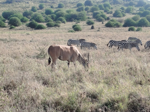 Lassic Africa Tours-内罗毕必去景点