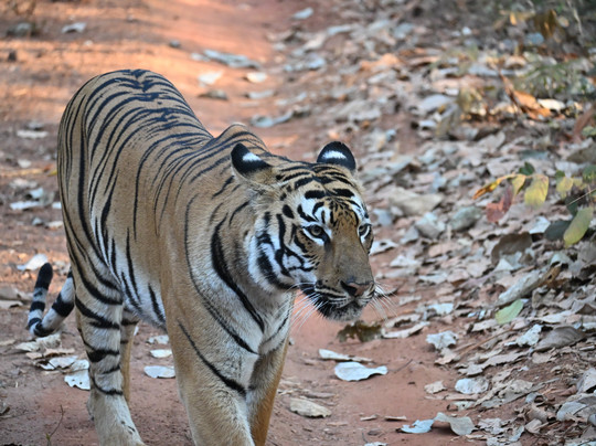 Tigress@ghosri - Tadoba主图