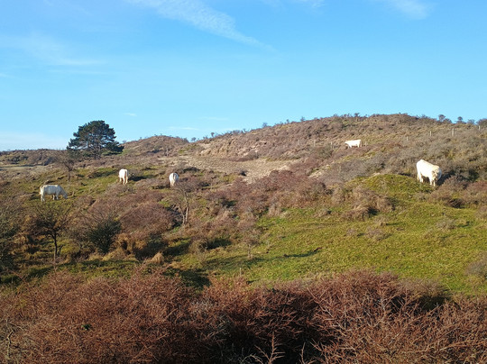 Fletcher Strandhotel Haamstede主图