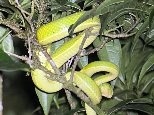 Finca Lantana Monteverde-彭塔雷纳斯必去景点