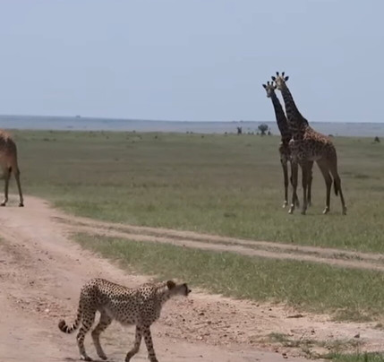 Taita Hills Wildlife Sanctuary-西察沃国家公园必去景点