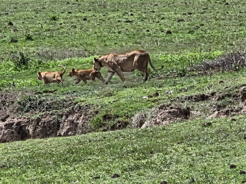 Migration Venture Africa-莫西必去景点