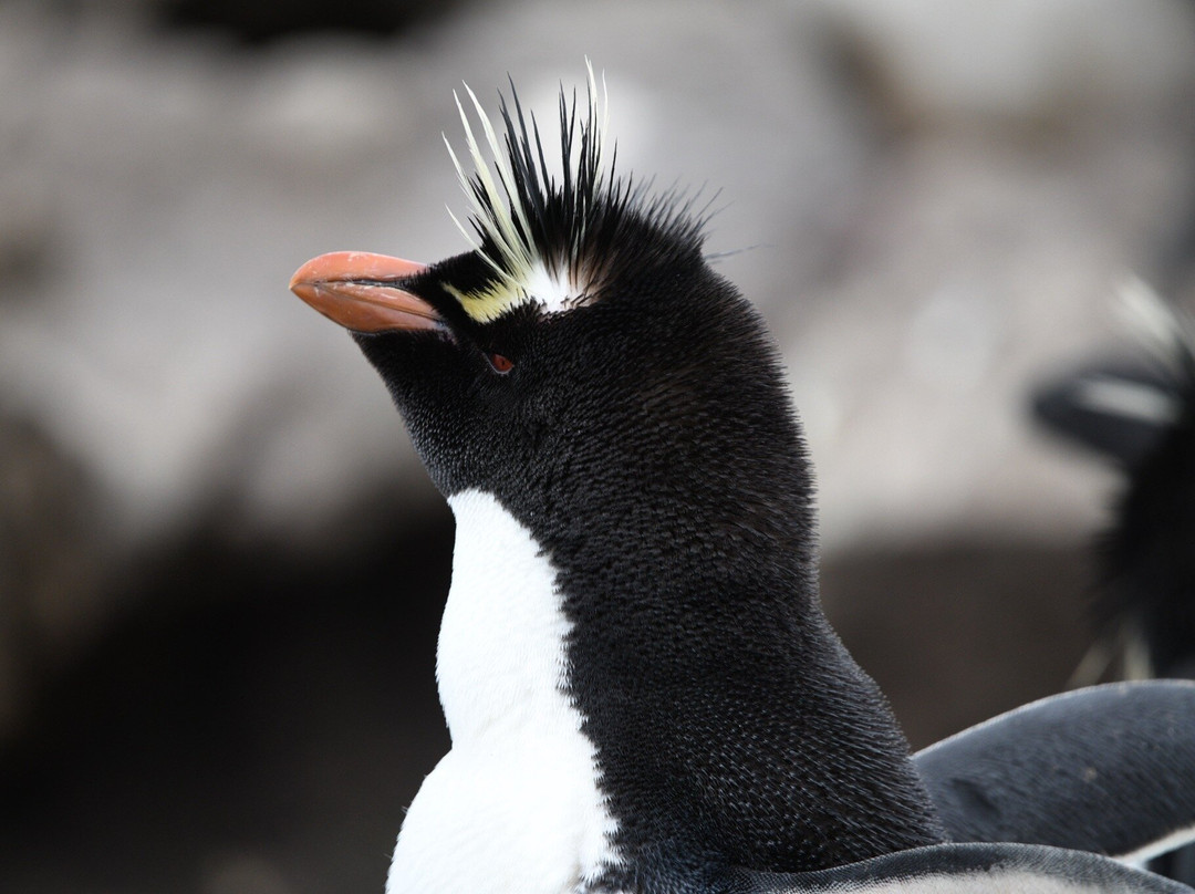 Kidney Cove Tours-Stanley必去景点