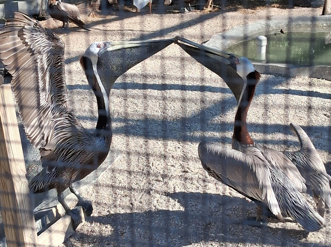 Save Our Seabirds-萨拉索塔必去景点