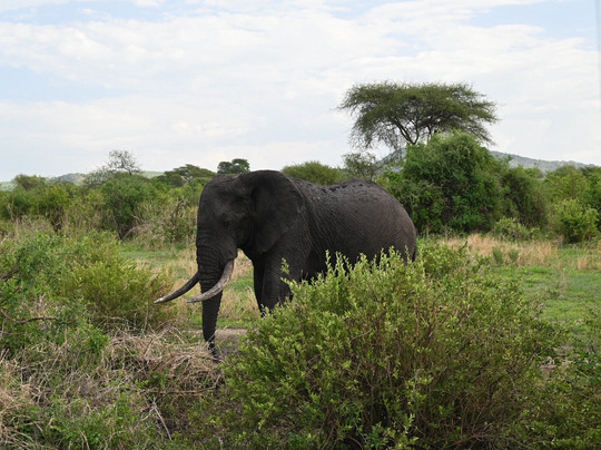 Tanzania-Experience-阿鲁沙必去景点