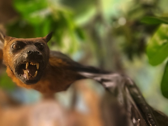 萨尔茨堡自然历史博物馆-萨尔茨堡必去景点