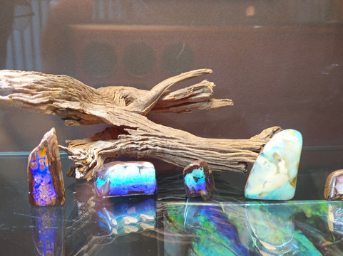 Opal Museum-布里斯班必去景点