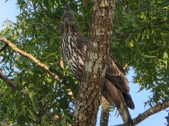 D.S Tours Day Tours-尼甘布必去景点