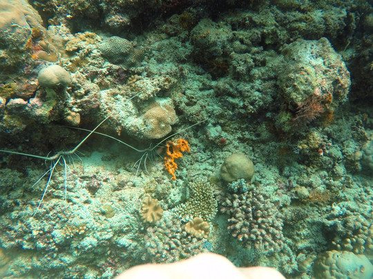 Filitheyo Dive Center-菲利兹优岛必去景点