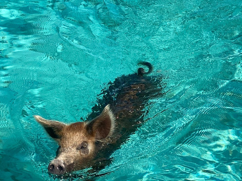 Exuma Water Sports 007-大埃克苏马必去景点