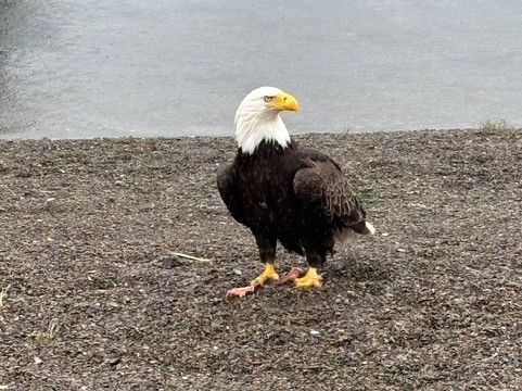 Natventure Tours-古斯塔夫斯必去景点