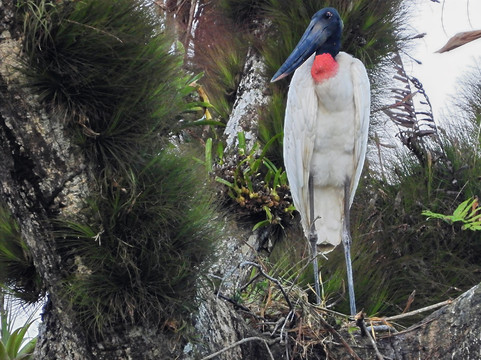 Paraíso Tropical Cano Negro-Cano Negro必去景点