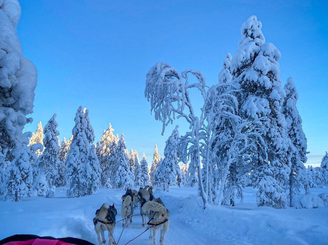 Arctic Circle Husky Park-罗瓦涅米必去景点