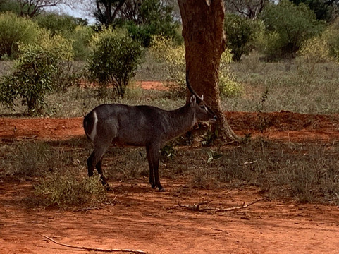 Azmina Tours & Safaris - Sheriffo-马林地必去景点